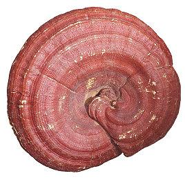 真人秀改编《幸存者：在遗弃之岛》正式发售